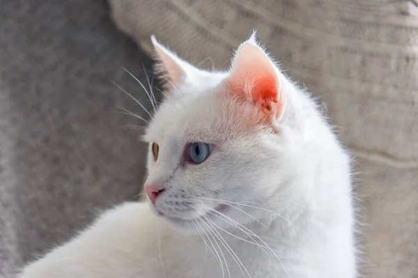 Plan Rapproché Chat Anatolien Blanc Dans Flou — Photo