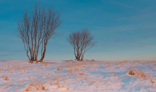 Beautiful View Two Leafless Trees Snowy Field Cold Winter Day — Stock Photo, Image