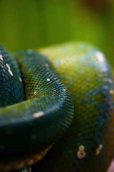 Closeup Green Tree Python Morelia Viridis — Stock Photo, Image