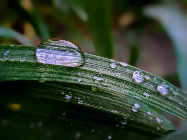 Makro Záběr Mokrých Jasně Zelených Listů Kapkami Rosy Letní Ráno — Stock fotografie