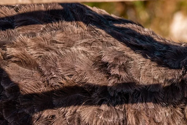 Eine Nahaufnahme Des Gefieders Eines Straußes Struthio Camelus — Stockfoto