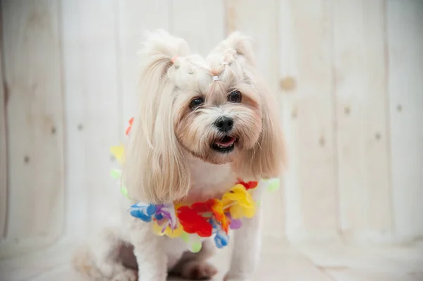 Çiçekli Bir Shih Tzu Nun Yakın Plan Fotoğrafı — Stok fotoğraf