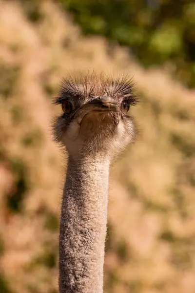 Ett Närbild Porträtt Vanlig Struts Struthio Camelus — Stockfoto