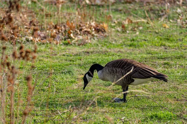 Close Shot Canada Goose Standing Grass — Stock Photo, Image