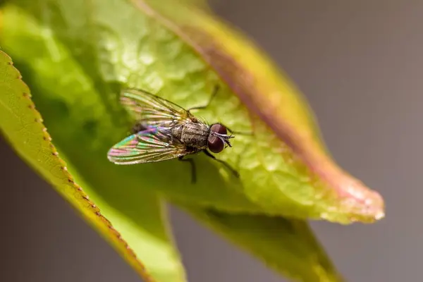 Macro Fly Green Leaf — Stock Photo, Image