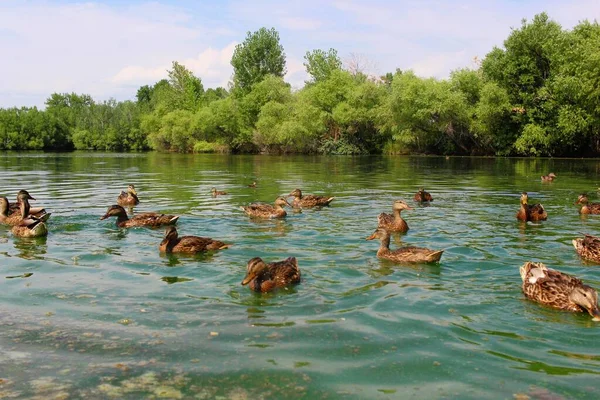 Grupo Ánades Reales Marrones Nadando Lago — Foto de Stock