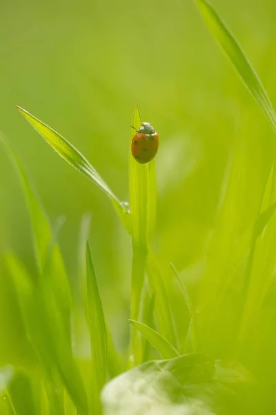 Een Verticaal Schot Van Een Lieveheersbeestje Een Groene Plant Met — Stockfoto