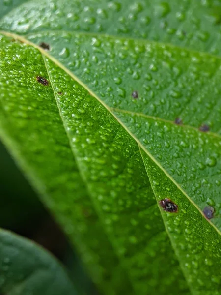 Eine Vertikale Aufnahme Eines Grünen Blattes Das Mit Wassertropfen Bedeckt — Stockfoto