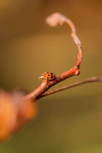 Una Macro Escarabajo Mariquita Una Rama — Foto de Stock