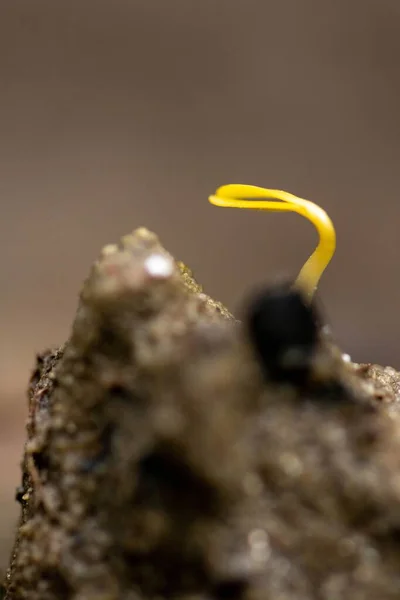 Een Verticaal Shot Van Een Kleine Plant Die Begint Groeien — Stockfoto