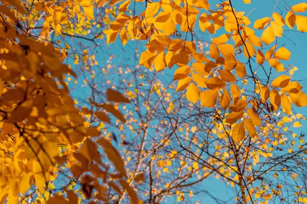 Een Prachtig Landschap Van Een Herfstbos Met Gele Bladeren — Stockfoto