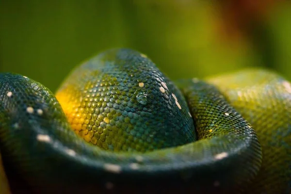 Gros Plan Python Vert Morelia Viridis — Photo