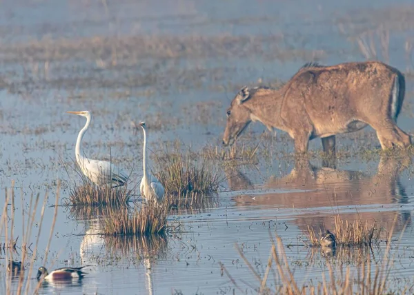Pair Great Egret Neel Gai Wetland — Stock Photo, Image