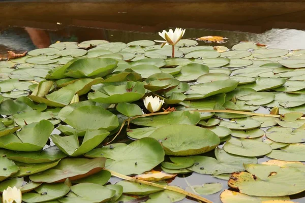 Closeup Shot Pile Waterlilies — Stock Photo, Image