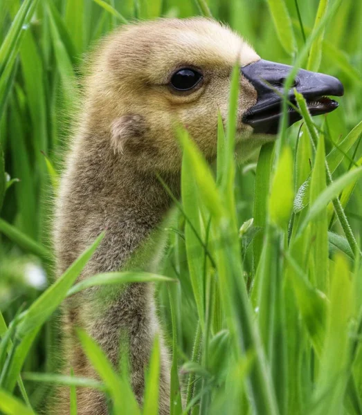 在绿草中偷拍到一只小鹅的特写镜头 — 图库照片