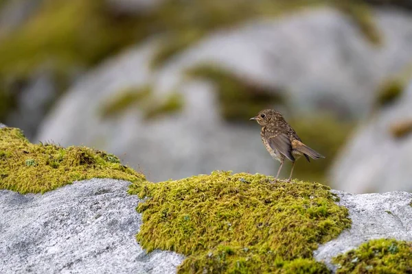 一种欧洲知更鸟 Erithacus Rubecula 产于青苔生长的灰色石上 — 图库照片