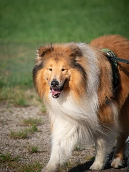 大きな寒い犬の垂直ショット — ストック写真