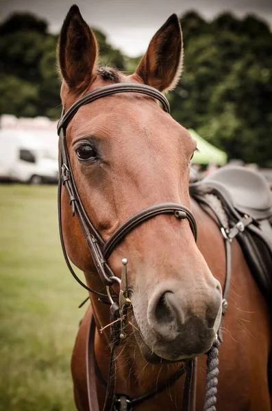 Plan Rapproché Vertical Profil Latéral Cheval Brun Avec Bride Dans — Photo