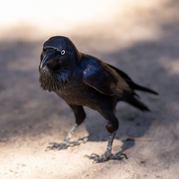 Vue Rapprochée Grand Angle Corbeau Australien Perché Sol — Photo