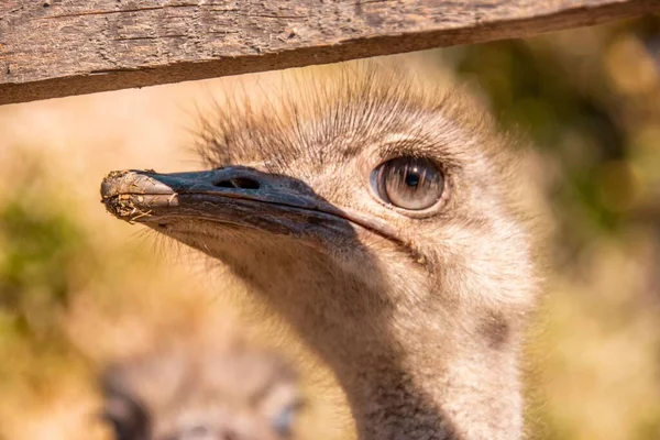 フェンスの後ろに共通のダチョウの頭 Struthio Camelus の閉鎖 — ストック写真
