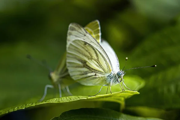 緑の葉の上に緑の翼のある白い蝶のクローズアップ — ストック写真