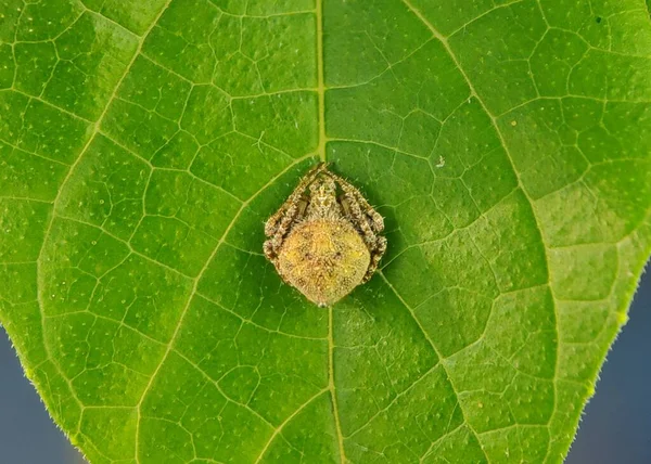 Closeup Shot Bolas Spider Sitting Green Leaf — Stock Photo, Image