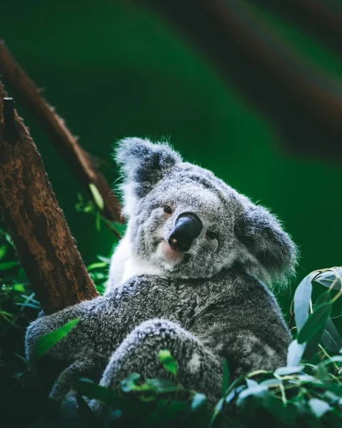 Függőleges Lövés Egy Szürke Koala Phascolarctos Cinereus — Stock Fotó