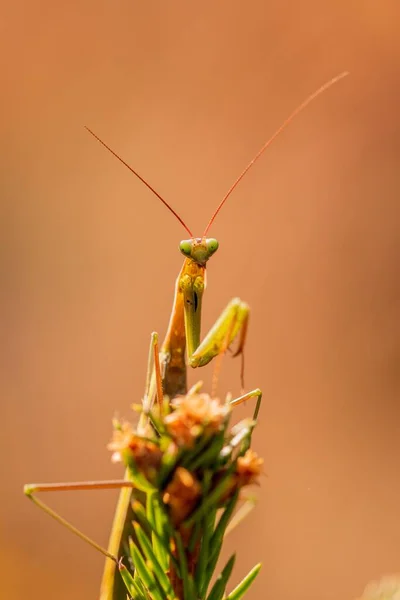 사마귀 Mantis Religiosa — 스톡 사진