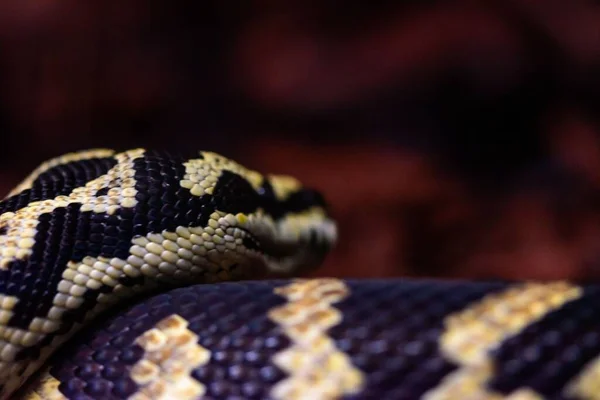Closeup Jungle Carpet Python Morelia Spilota Cheynei — Stock Photo, Image