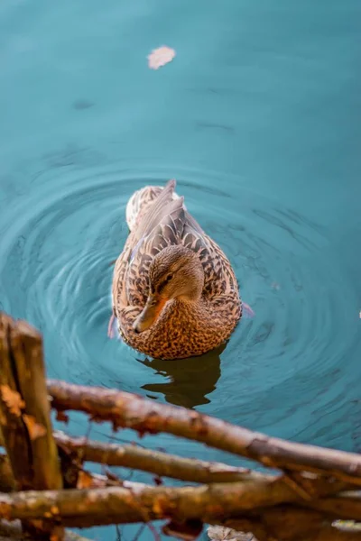 一只雌性野鸭 Anas Platyrhynchos 在湖中涉水 — 图库照片