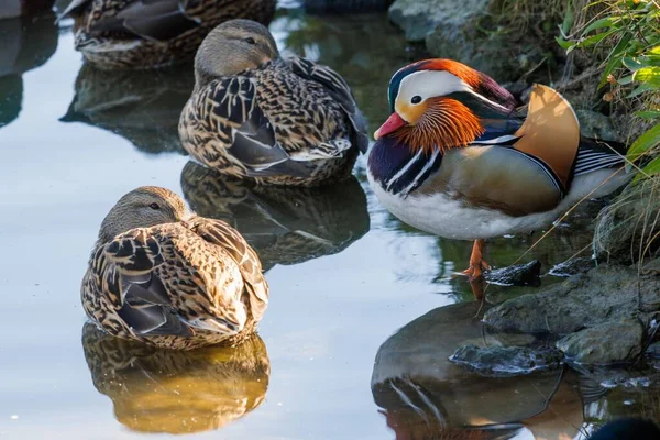 Schöne Mandarinenenten Die Auf Den Felsen See Hocken — Stockfoto