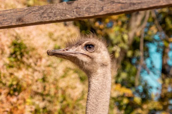 Close Cabeça Uma Avestruz Comum Struthio Camelus Atrás Uma Cerca — Fotografia de Stock