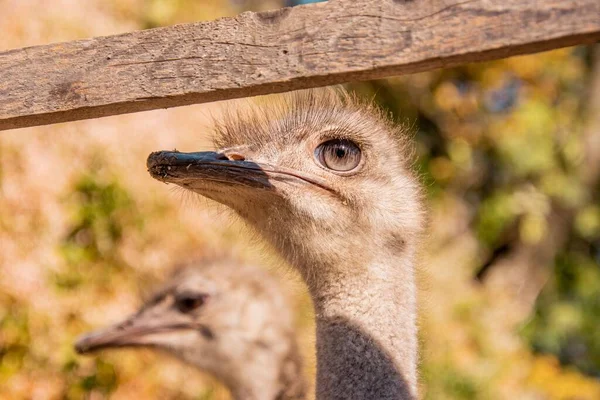 Gros Plan Une Tête Autruche Commune Struthio Camelus Derrière Une — Photo