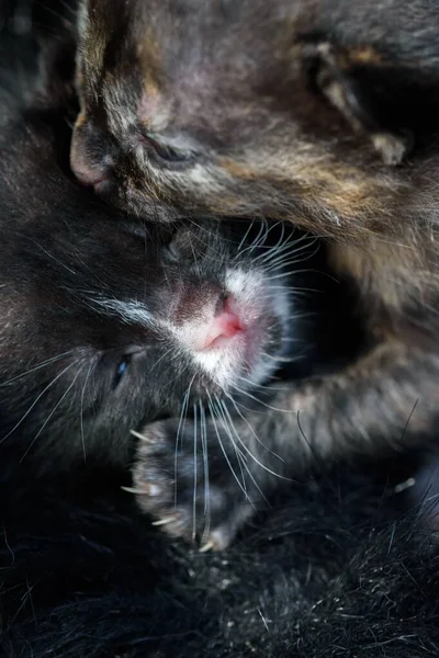 Gros Plan Chaton Noir Dans Les Bras Mère — Photo