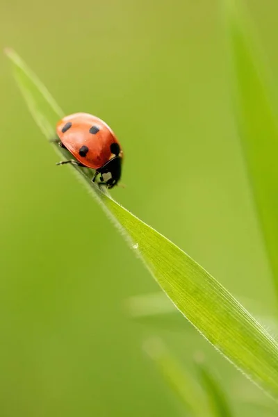 Vertical Shot Ladybug Green Plant — Stock Photo, Image