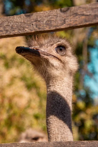 Eine Vertikale Nahaufnahme Eines Straußenkopfes Struthio Camelus Hinter Einem Zaun — Stockfoto