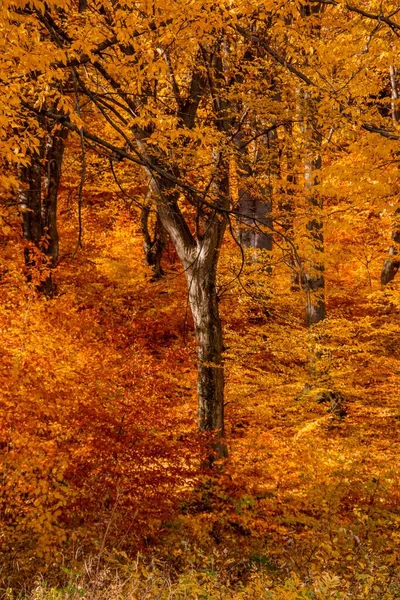 Eine Wunderschöne Landschaft Eines Herbstwaldes — Stockfoto