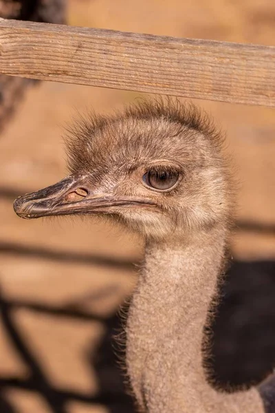 Portrait Rapproché Une Autruche Commune Struthio Camelus — Photo