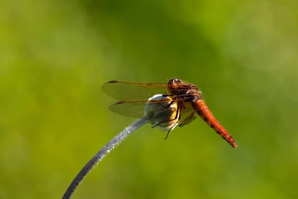 Närbild Dragon Fly Blomma — Stockfoto