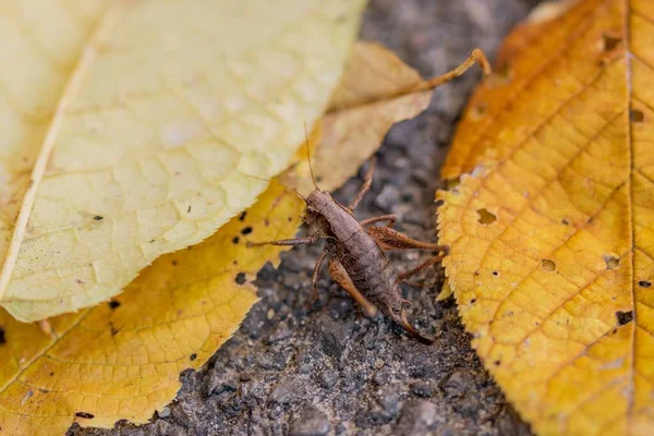金黄色落叶附近地上蟋蟀的大块叶子 — 图库照片