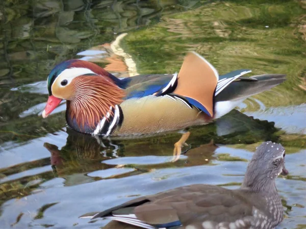 Eine Nahaufnahme Einer Mandarinenente Aix Galericulata Wasser — Stockfoto