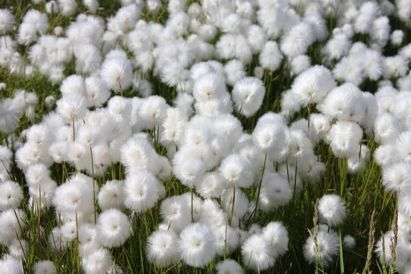 A closeup shot of cotton grass blossoming in the garden