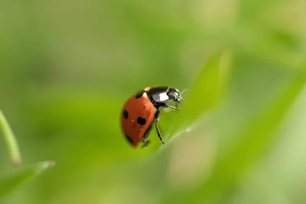 Tiro Macro Uma Joaninha Uma Planta Verde — Fotografia de Stock