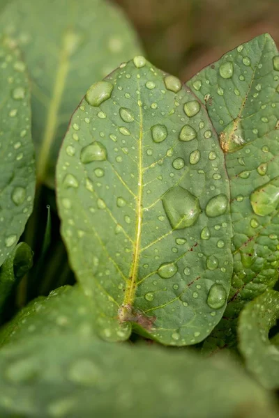 Ein Vertikaler Schuss Grüner Blätter Mit Wassertropfen Darauf — Stockfoto