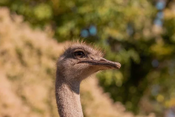 一只普通鸵鸟的特写肖像 Struthio Camelus — 图库照片