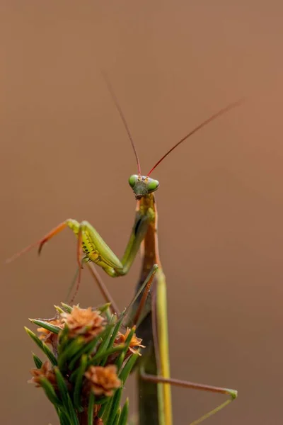 사마귀 Mantis Religiosa — 스톡 사진