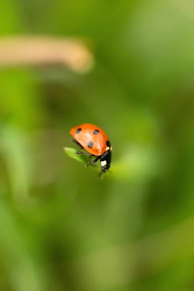 Una Macro Toma Una Mariquita Una Planta Verde —  Fotos de Stock