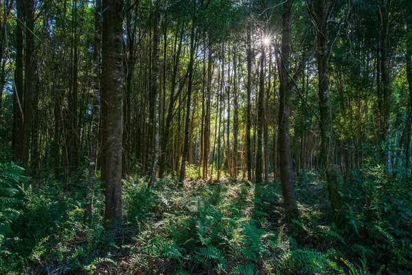 Belo Tiro Samambaias Árvores Floresta Chile América Sul — Fotografia de Stock