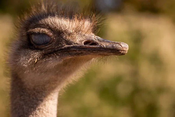 Ett Närbild Porträtt Vanlig Struts Struthio Camelus — Stockfoto