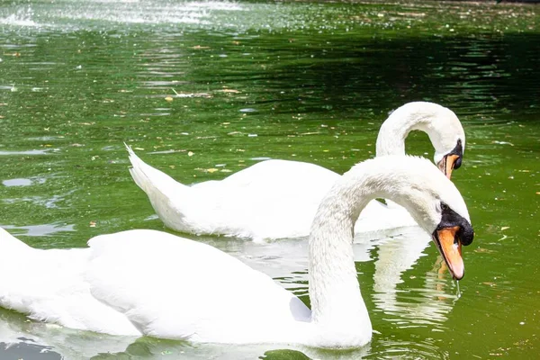 Eine Nahaufnahme Von Zwei Weißen Schwänen Die Auf Einem Grünen — Stockfoto